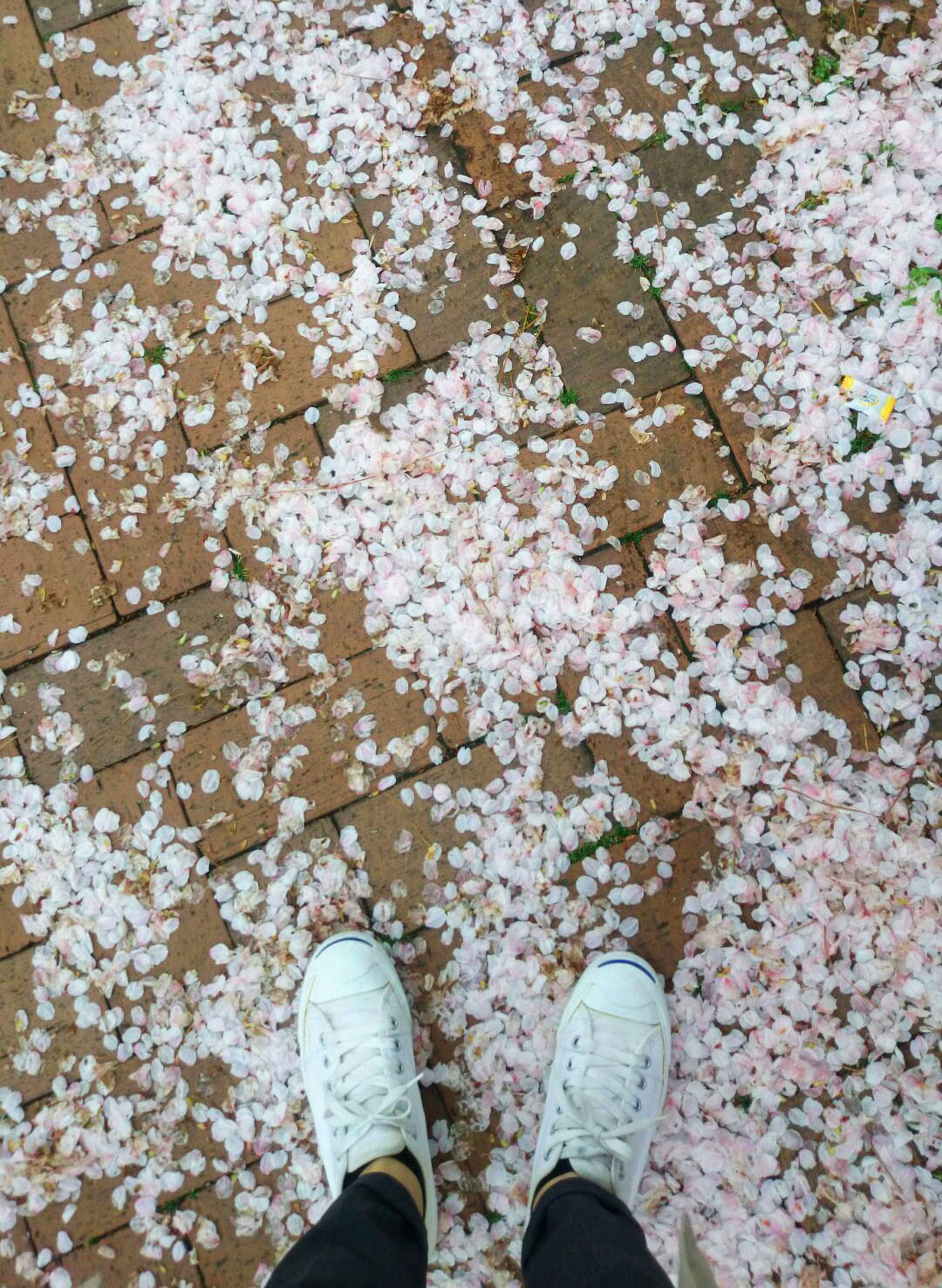 sakura
